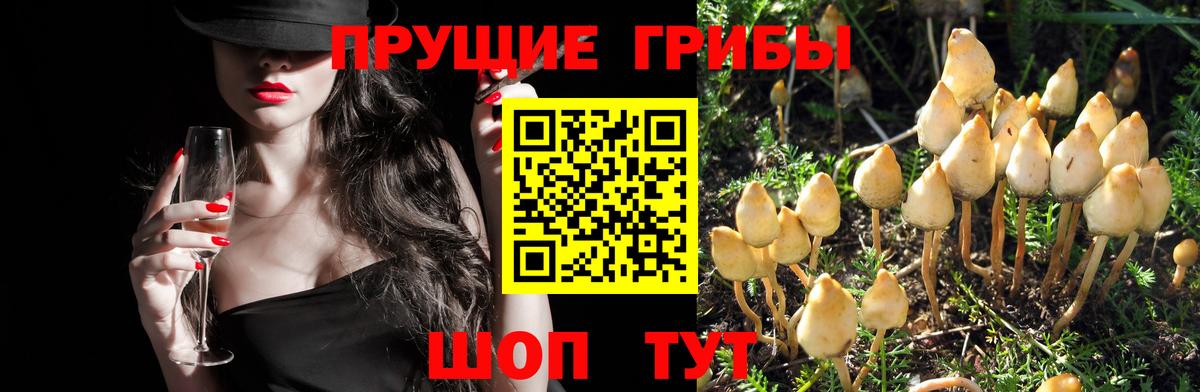 Сальск  Галлюциногенные грибы Psilocybine cubensis  закладки  Вход с VPN  Галлюциногенные грибы Psilocybe 