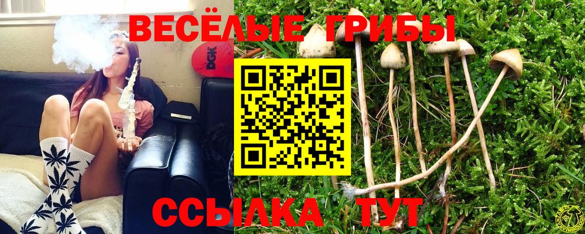 Псилоцибиновые грибы прущие грибы Сальск