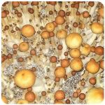 Псилоцибиновые (галлюциногенные)  грибы Psilocybin "Golden Teacher" в Сальске