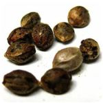 Семена марихуаны АК-47  (Seeds AK-47) в Сальске
